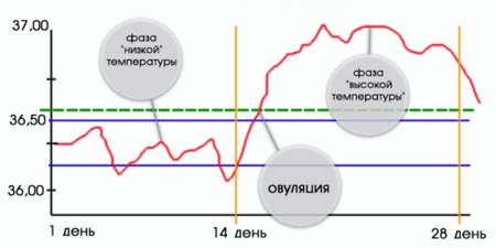 фаза овуляції