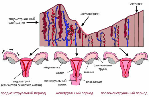 Що таке відхилення в менструальному циклі?